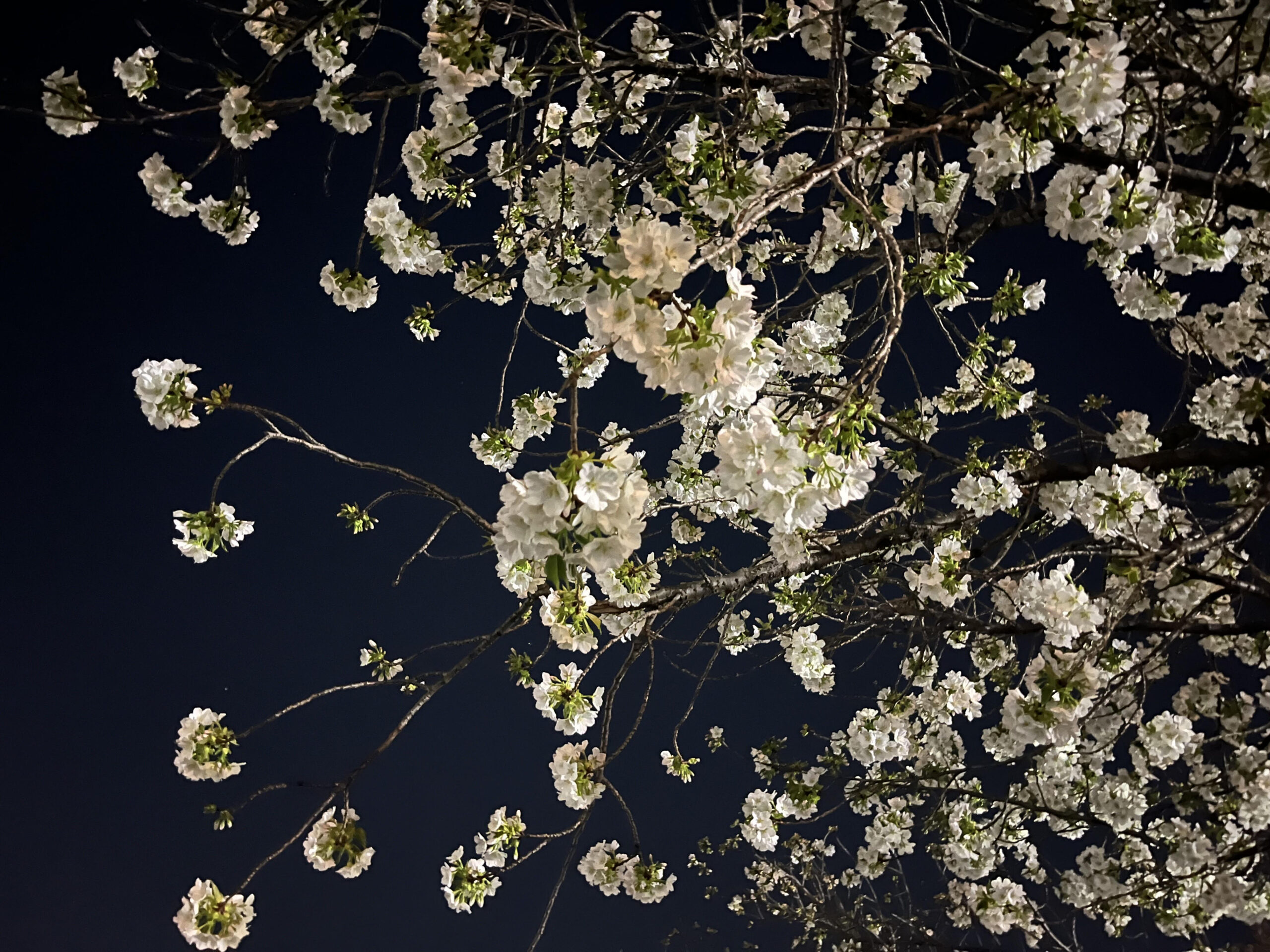 追う背中。すがる背中。